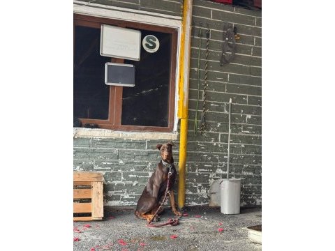 Acil sahiplendirme doberman 5 aylık