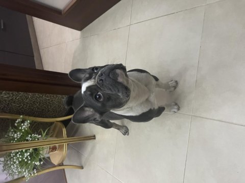 Dişi french bulldog