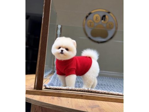 Sağlık ve ırk garantili pomeranian
