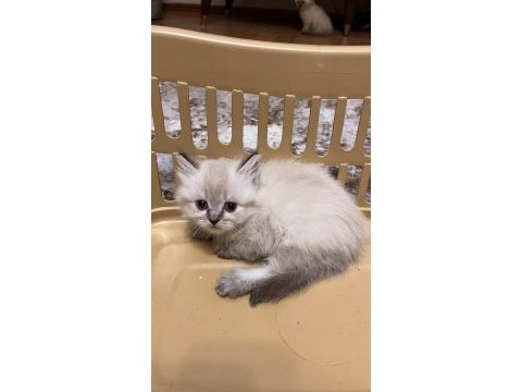 British shorthair ve longhair