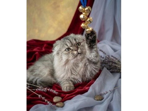 Çok güzel highland scottish fold
