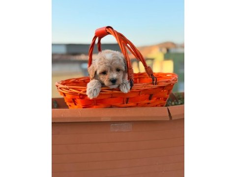 Maltipoo erkek