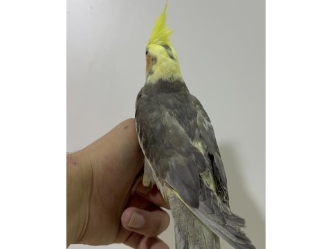 Eğitimli yavru sultan papağanları
