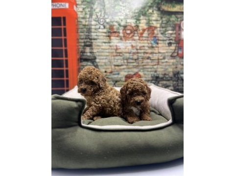Irk garantili toy poodle yavrularımız @petclubadanaa