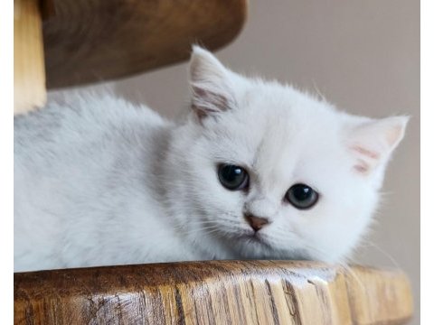 Scottish straight shorthair bs12 dişi