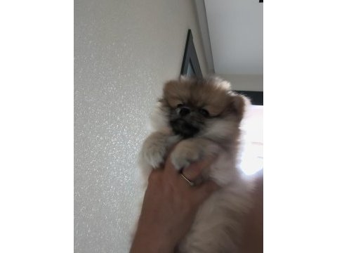 Oyuncu pomeranian boo