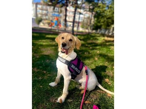 Ücretsiz golden retriever yuva arıyoruz