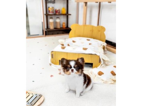 Longhair three color chihuahua