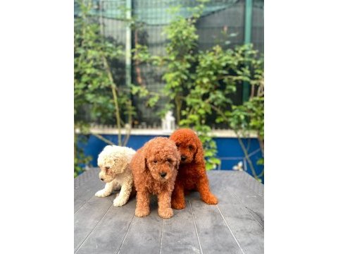 Red brown toy poodle yavrularımız