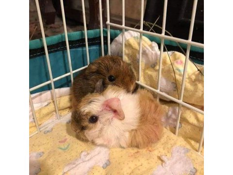 Kapıya teslim guinea pig setleri