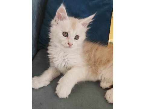 Şecereli maine coon yavrular alanya