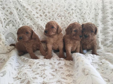 Sevimli ve oyuncu toy poodle yavrularımız