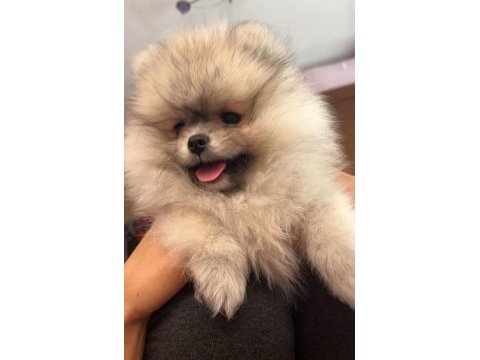 Pomeryan bebisler sıfır boy ilk asilari yapildi uygun