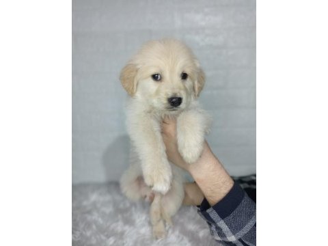 Golden retriever yavrularımız