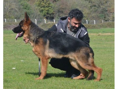 Türkiye ikincisi genç yavru alman kurdu