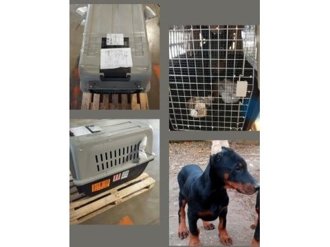 Orijinal kaliteli doberman yavruları