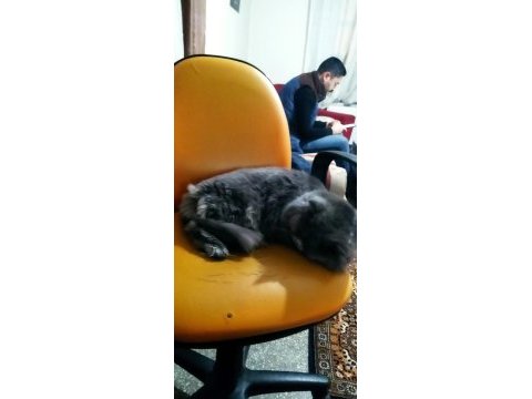 1.5 yaşında erkek british longhair