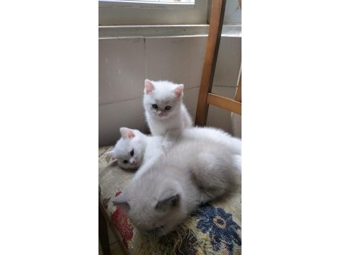 British shorthair ücretli