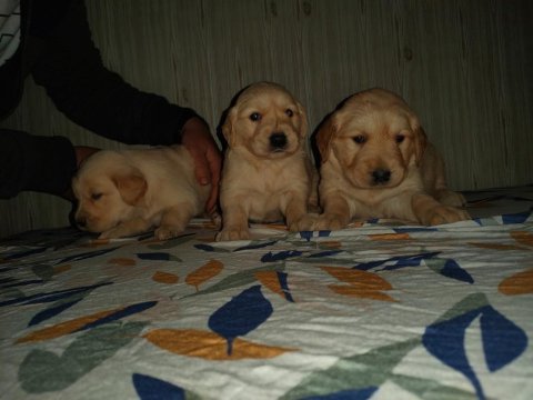 A klass golden retriever yavruları