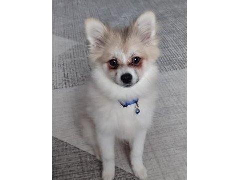 Pomeranian köpeğimiz 5 aylık