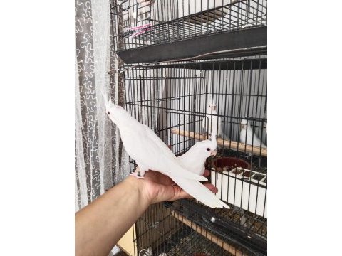 İster tek ister toplu albino sultan papağanı