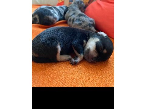 Yavru chihuahua
