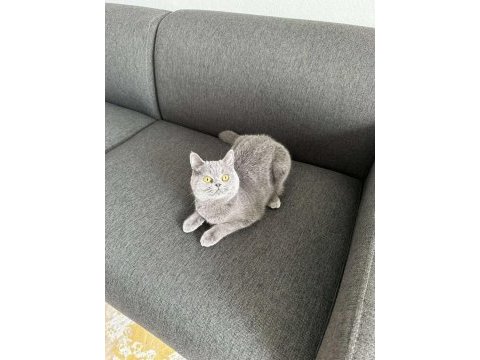 9 aylık british shorthair yavrular
