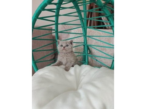 Minik british shorthair yavrularımız gitmeye hazırlar