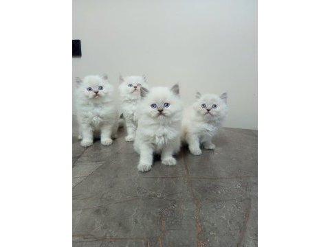 Minik british longhair yavrularımıza yuva arıyoruz
