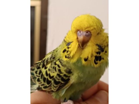 Sahibinden muhabbet kuşu görsel değildir