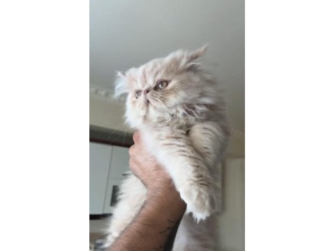 İran exzotik himalaya red point bebekler