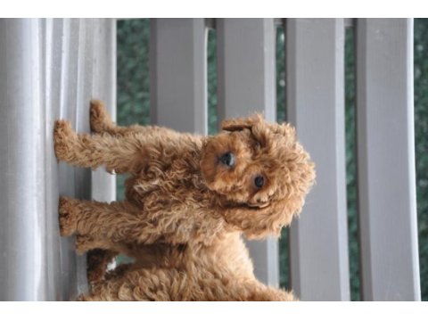 Dişi red brown toy poodle