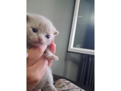 Bebek kedilerimiz buyuyor