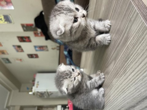 Kedimize acil yuva aranıyor