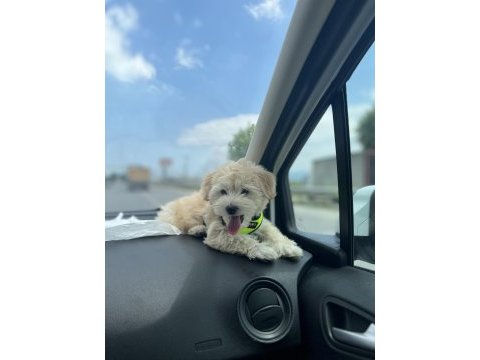 Maltipoo yavru