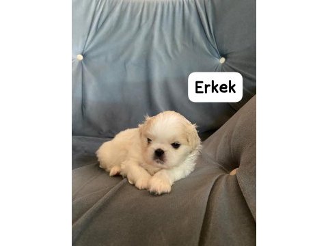 İmperial pekinez 3 dişi 2 erkek
