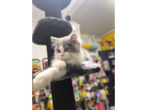Bicolor british longhair