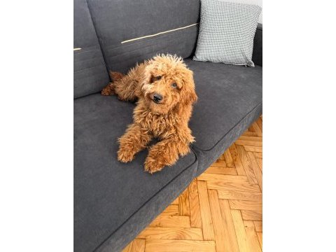 5 aylık olan poodle yavrumuzu sahiplendirmek istiyoruz