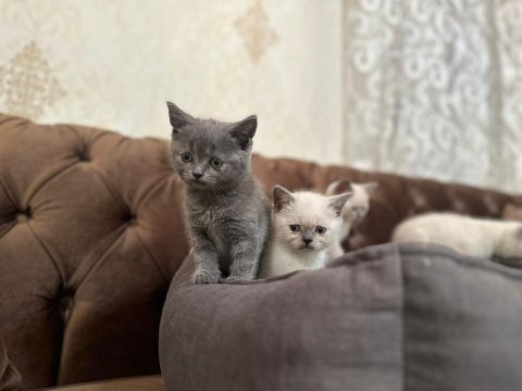 A+ kalite british shorthair yavrumuz yeni ailesini bekliyor
