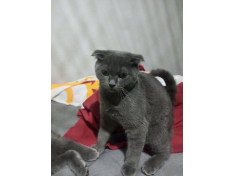 5 aylık british shorthair kedilerim