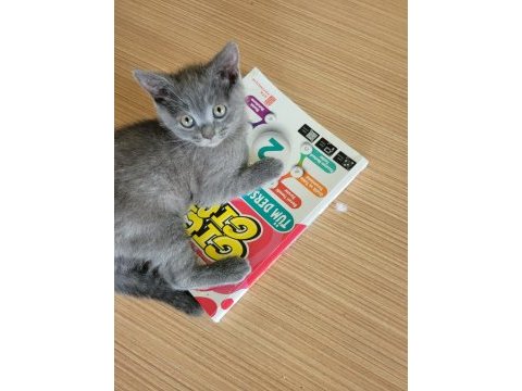 3 aylık british shorthair gri yavru