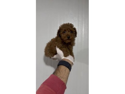 Kore poodle kuyruksuz erkek üst kalite arayana