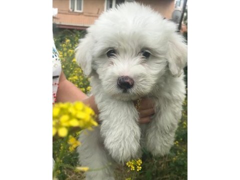 Maltipoo bebişler