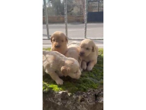 Maltipoo harika pofuduk yavrularımız