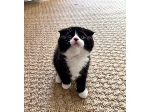 17 şubat doğumlu erkek bicolor scottish fold yavru