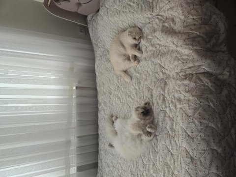 3 ve 4 yaş kedilerimiz