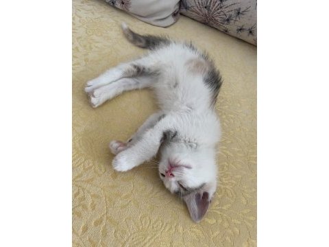 Ömürlük yuva arayan 2 aylık tatlı bir yavru kedimiz
