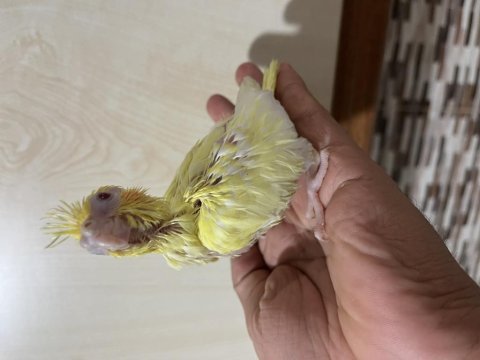 Yavru ve takım sultan papağanı