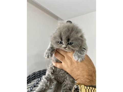 Saf kan ırk scottish fold tüm türkiye getirme şansımız var