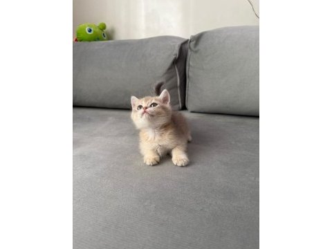 Sevimli kedicik